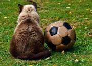 米兰体育直播-尤文图斯遭受连败，恐生欧冠出局